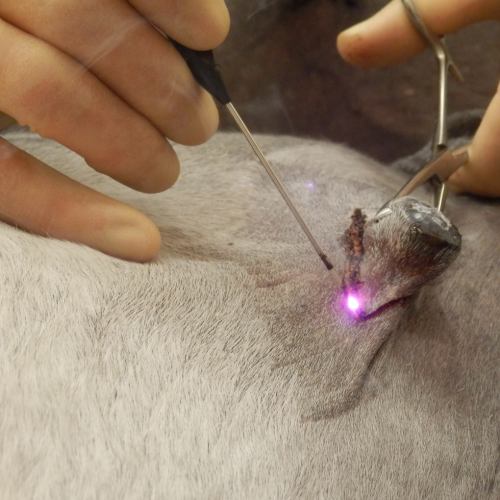Laser image